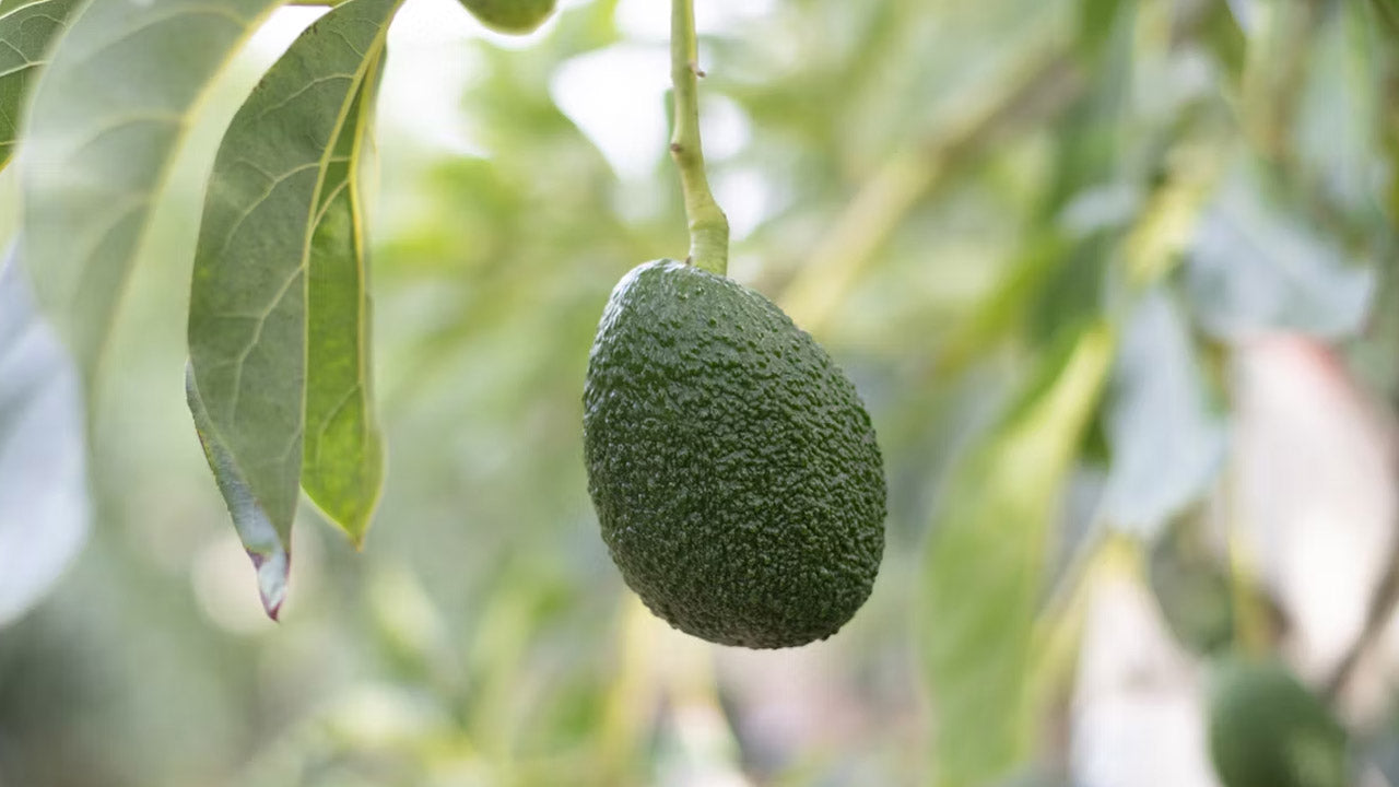 Crohn’s Disease and How Avocados Can Make a Difference