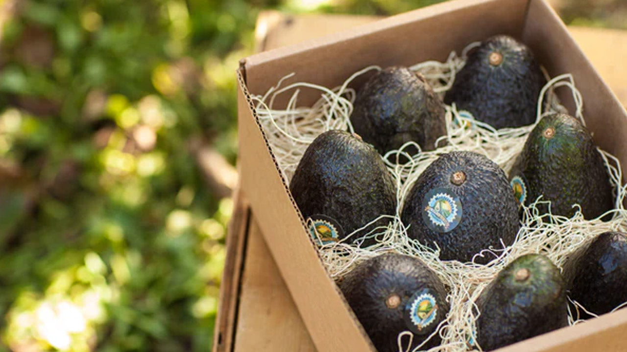Top 5 Differences of Our Organic Avocados
