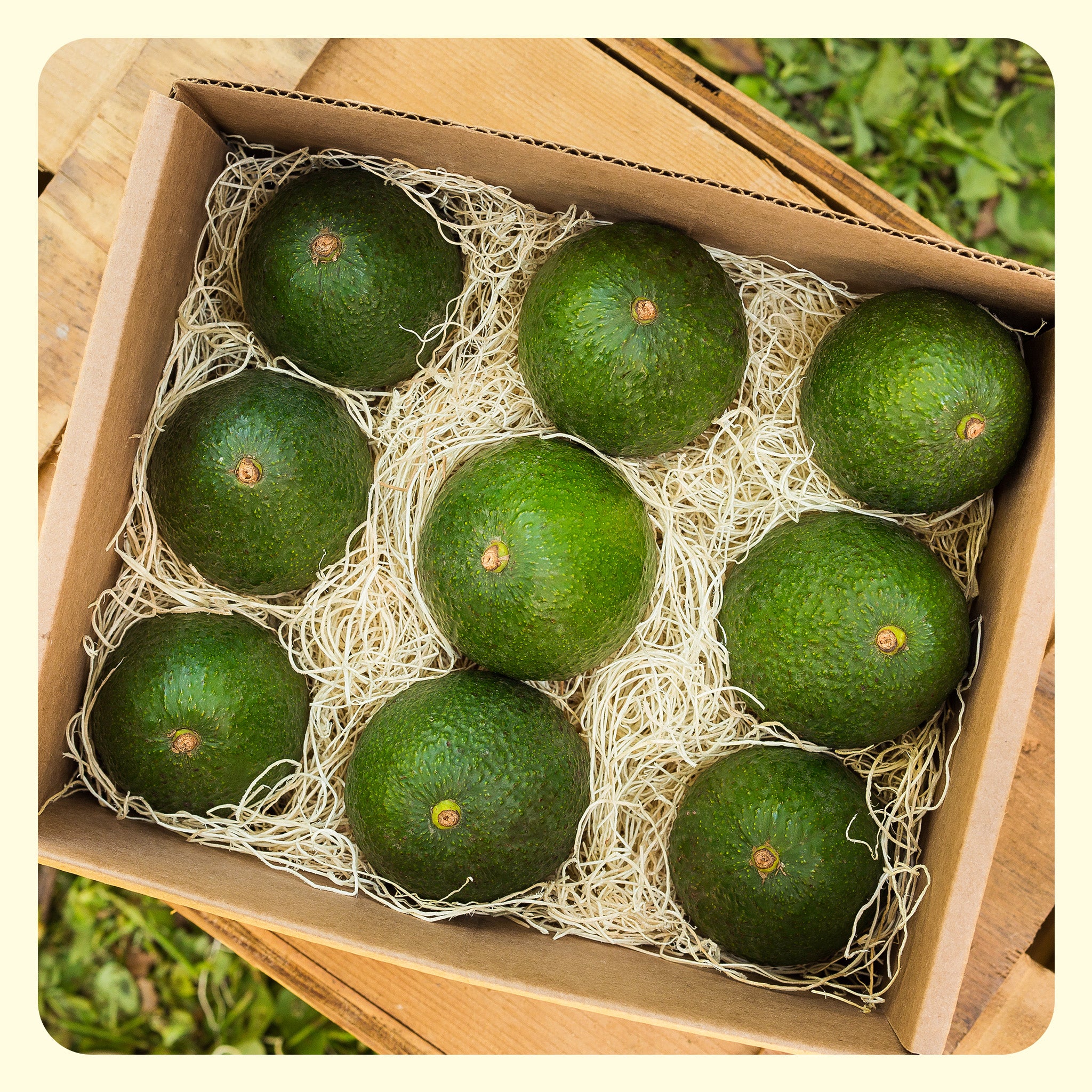 Avocado Box