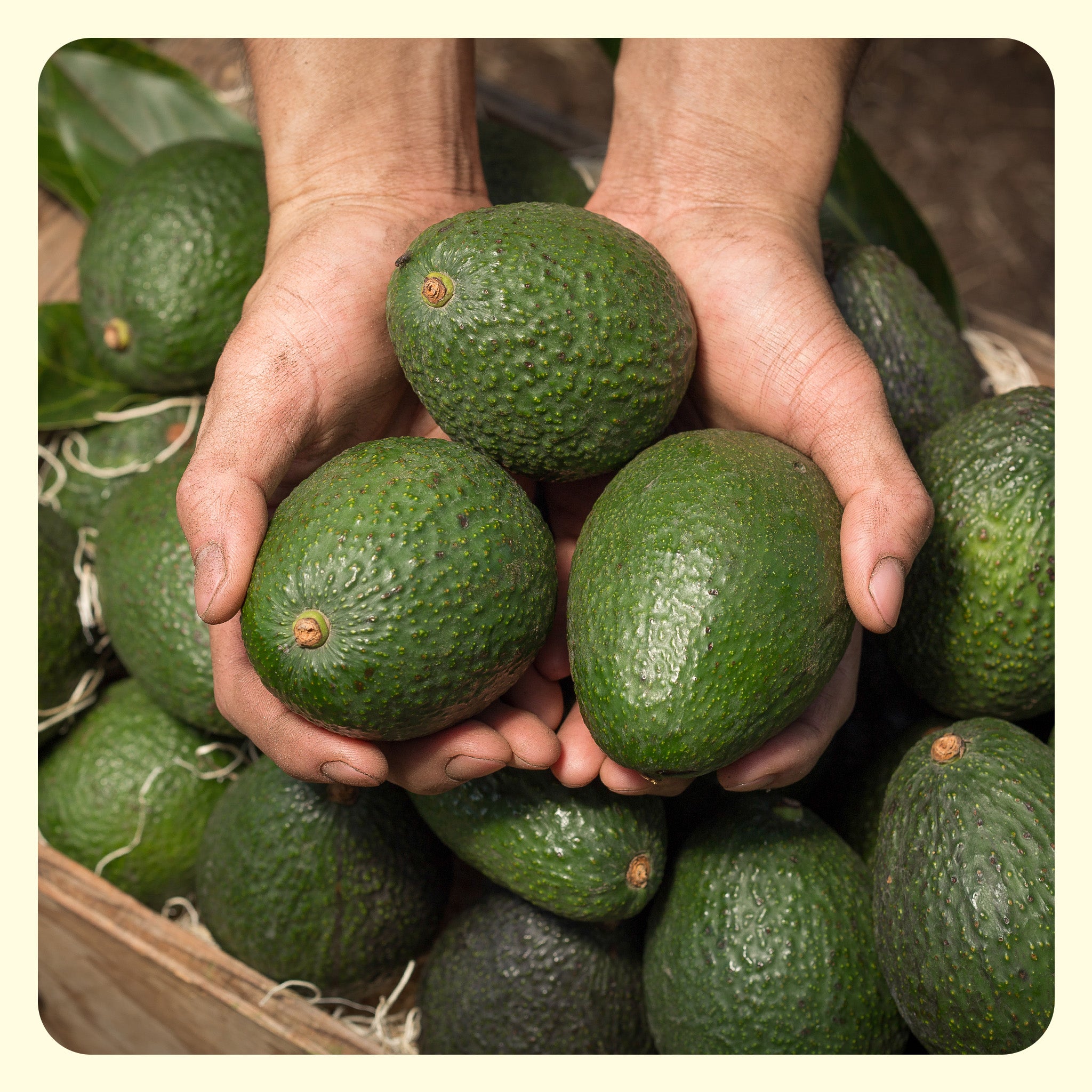 Avocado Box