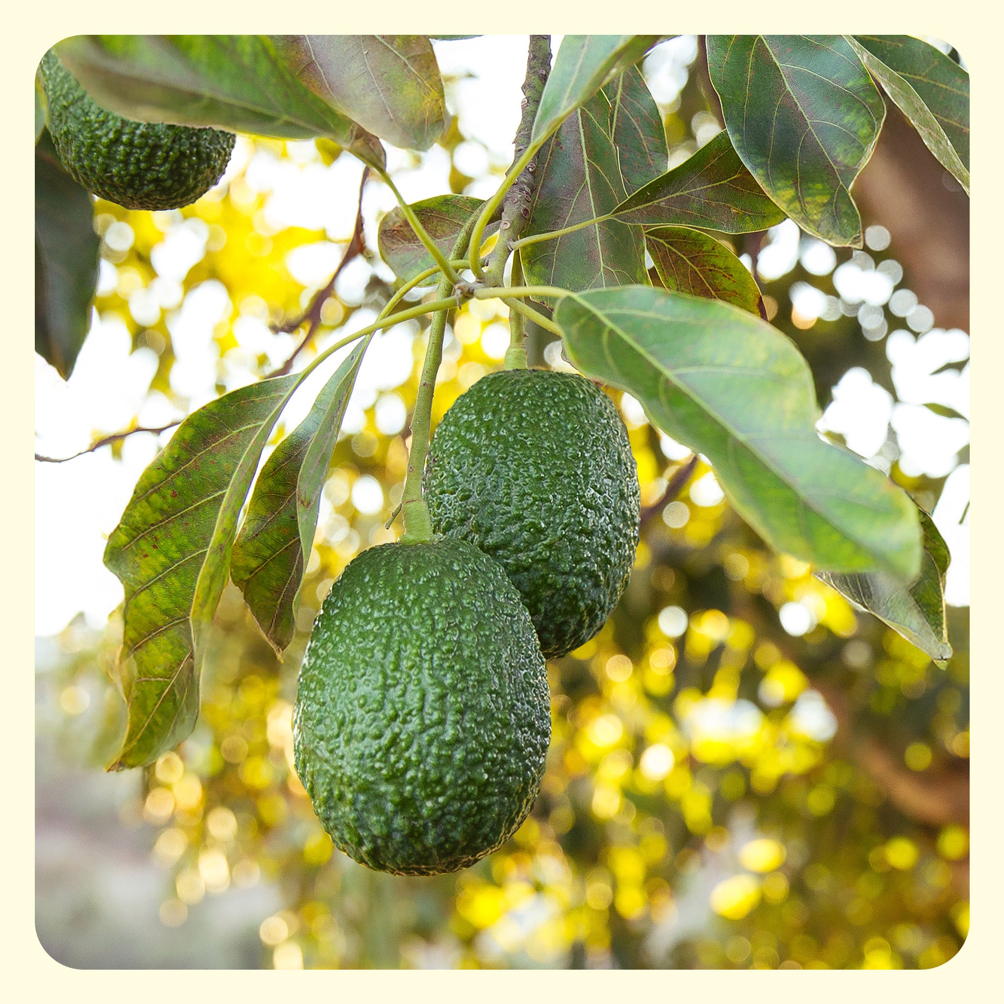 Avocado Box